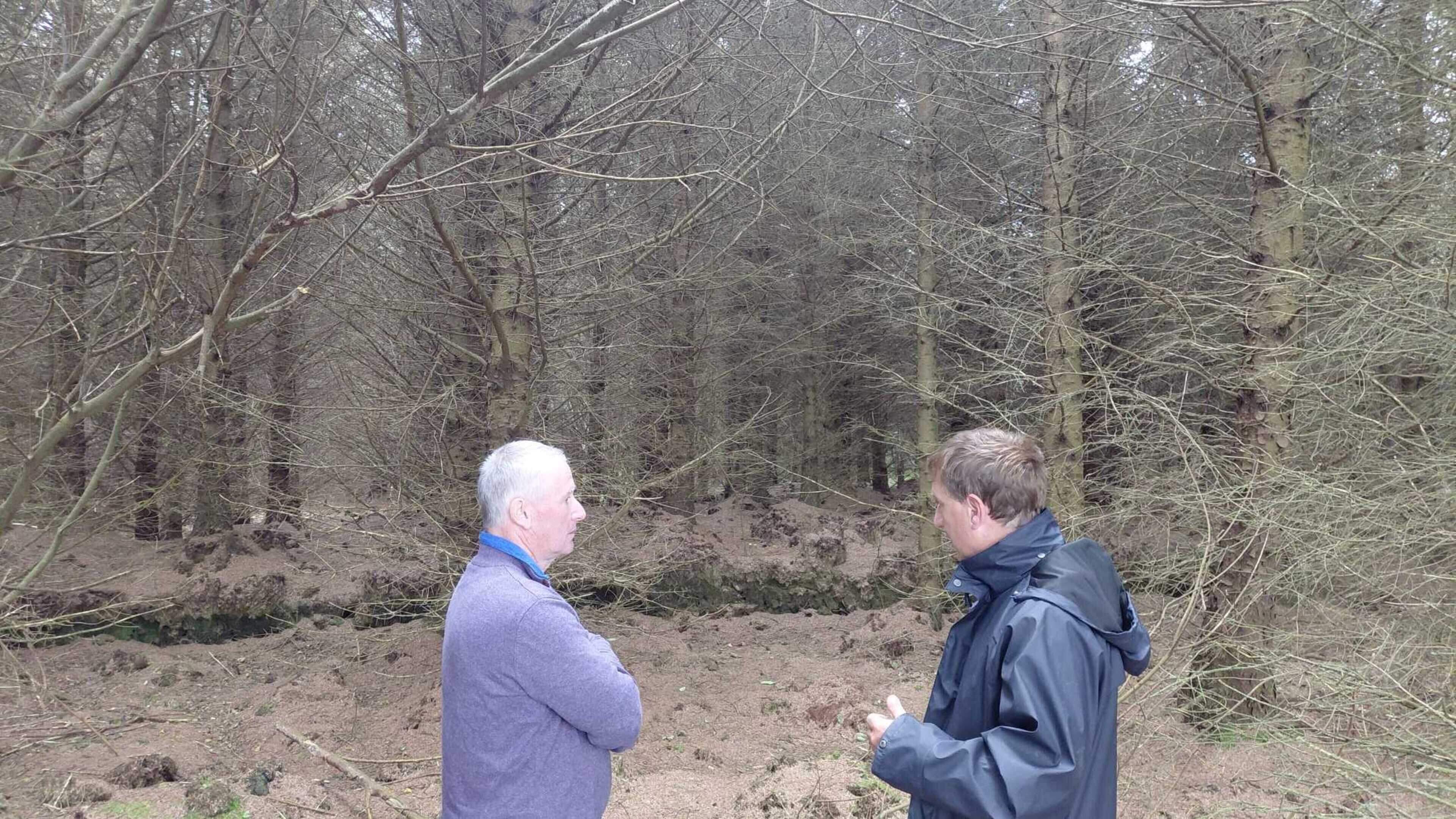 Forestry on the wild Atlantic: Kerry farmer looks to cash in on 35-year project